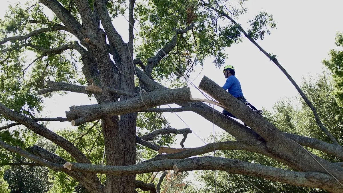 Professional Crown Thinning performed by certified arborists in Gans